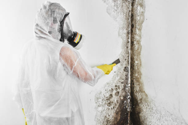 Best DIY Mold Remediation Support Services in Myers Corner, NY