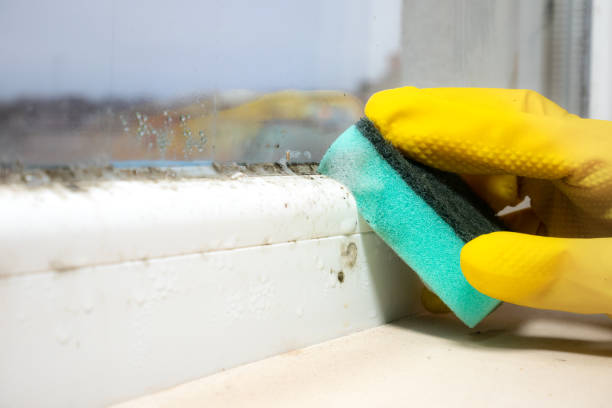 Best Kitchen Mold Remediation in Myers Corner, NY