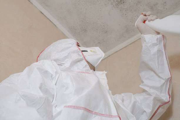 Best White Mold Remediation in Myers Corner, NY