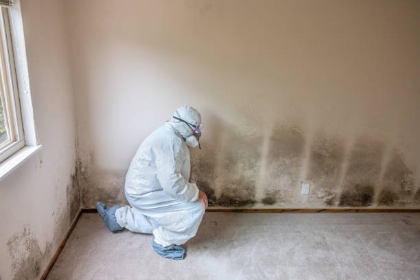 Best Post-Flood Mold Remediation in Myers Corner, NY